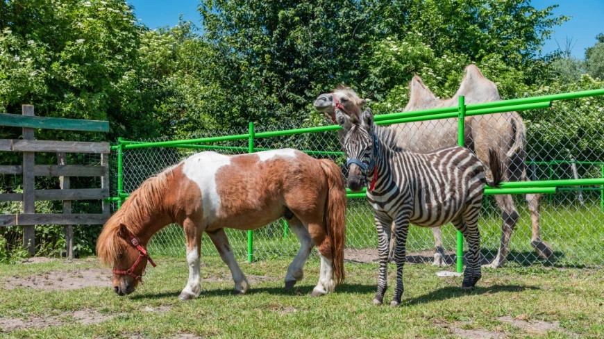 Mazurskie Mini Zoo w Kąpie
